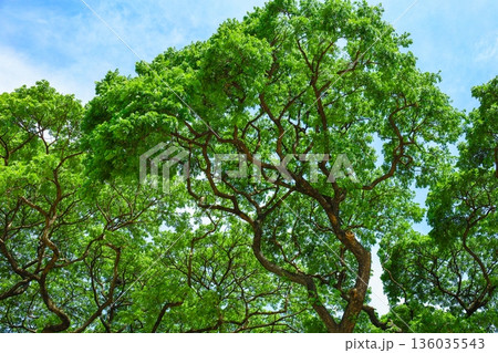 新緑と青空 新緑と青空 136035543