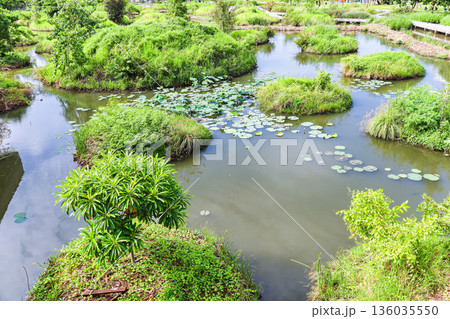 蓮が浮かぶ池のある公園 136035550