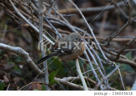 冬の林道に訪れたベニマシコ 136035618