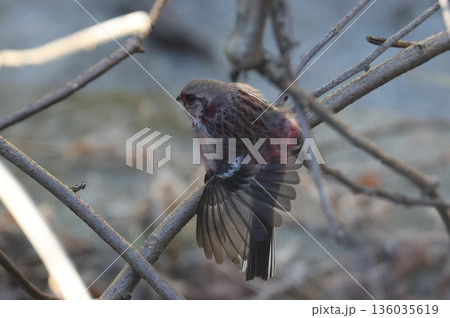 冬の林道に訪れたベニマシコ 136035619