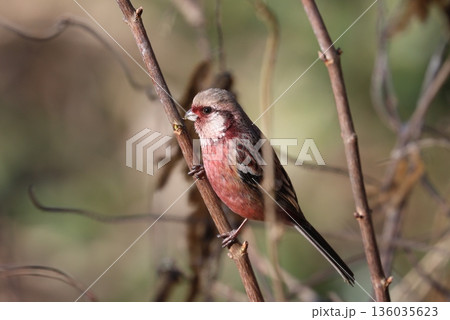 冬の林道に訪れたベニマシコ 136035623