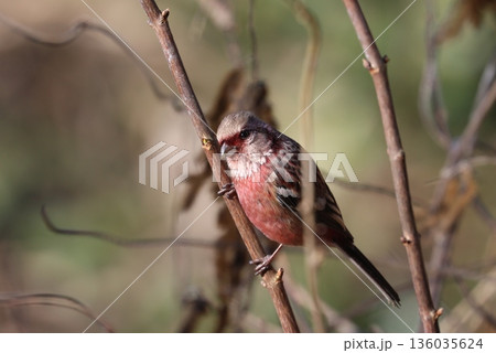 冬の林道に訪れたベニマシコ 136035624