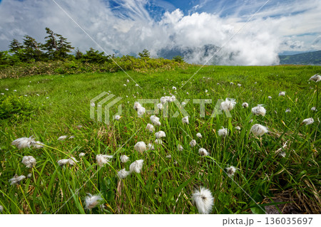 ワタスゲ咲く会津駒ヶ岳稜線・中門岳付近の湿原 136035697
