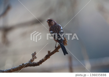 冬の林道に訪れたベニマシコ 136035698