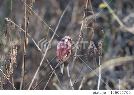 冬の林道に訪れたベニマシコ 136035700