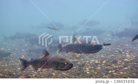 サケ 遡上 千歳川(サケのふるさと 千歳水族館) サケ 遡上 千歳川(サケのふるさと 千歳水族館) 136035838