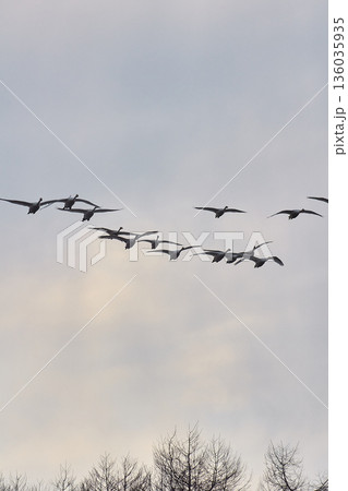 オオハクチョウ　群れ　飛ぶ 136035935