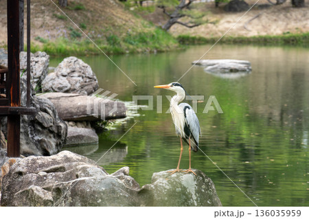 池の岩に立つアオサギ 136035959