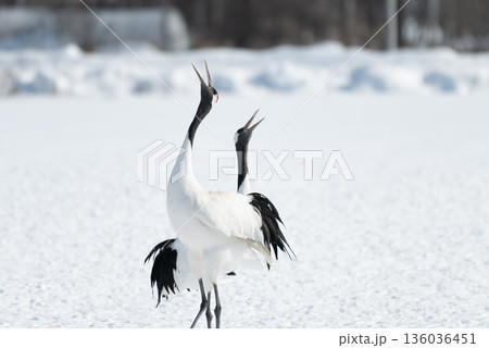 タンチョウの番いの鳴き交し タンチョウの番いの鳴き交し 136036451