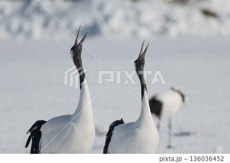 タンチョウの番いの鳴き交し 136036452