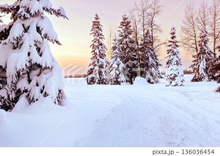 Sunset scene with a rural snowy road among trees. 136036454