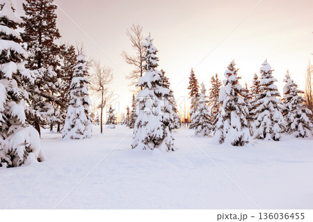 Pink and orange sunset light on snowy trees in winter. 136036455