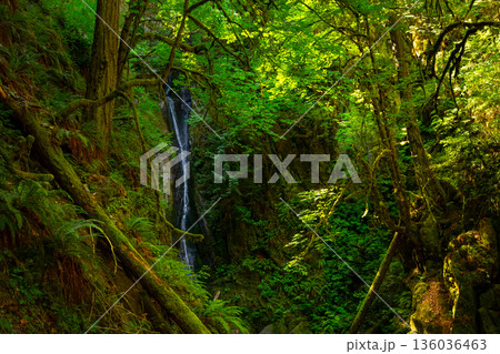 Dramatic nature scene with a waterfall in the rainforest with ferns and moss. Dramatic nature scene with a waterfall in the rainforest with ferns and moss. 136036463