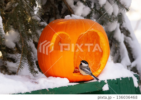 Pumpkin feeder with seeds and a bird in the winter snowy yard. Pumpkin feeder with seeds and a bird in the winter snowy yard. 136036468