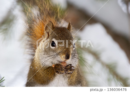 Red squirrel eats on the spruce tree in winter woodland. Red squirrel eats on the spruce tree in winter woodland. 136036476