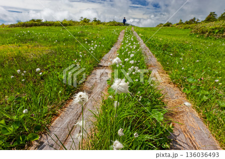 ワタスゲ咲く会津駒ヶ岳稜線・中門岳付近の湿原 136036493