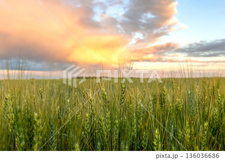 Sunset in prairies, green wheat field and orange sky. 136036686