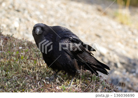 Raven is looking for food on the ground in grass in spring. Raven is looking for food on the ground in grass in spring. 136036690