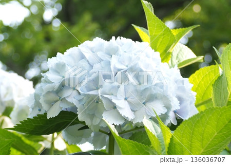 水色の紫陽花 136036707