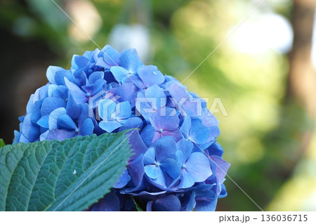 青い紫陽花 青い紫陽花 136036715