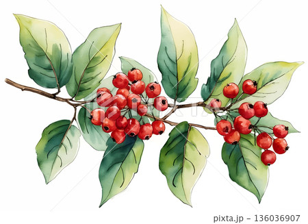 Beautiful branch with red berries and green leaves in vibrant watercolor style Beautiful branch with red berries and green leaves in vibrant watercolor style 136036907