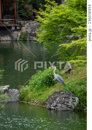 池のほとりのアオサギ 136036954