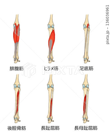 下腿の後面筋群 136036961