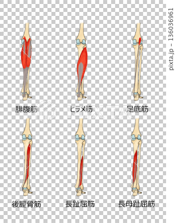 下腿の後面筋群 136036961