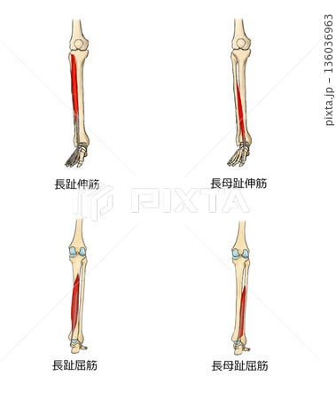 足趾の外在筋群 足趾の外在筋群 136036963