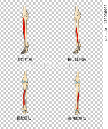 腳趾外在肌 136036963