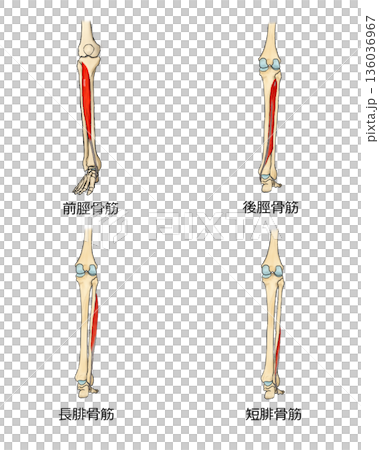Tibialis and peroneal muscles 136036967