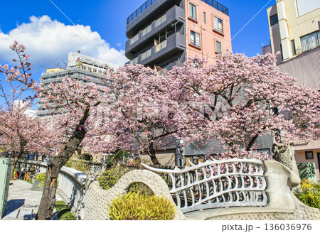 静岡県熱海市 あたみ桜 糸川遊歩道 2月上旬 静岡県熱海市 あたみ桜 糸川遊歩道 2月上旬 136036976