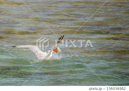 White cheeked tern catching fish on sea surface in Red Sea Egypt, dynamic wildlife action with splashing water, marine bird feeding moment and natural behavior White cheeked tern catching fish on sea surface in Red Sea Egypt, dynamic wildlife action with splashing water, marine bird feeding moment and natural behavior 136036982
