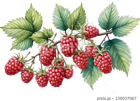 Fresh raspberries hanging on branches with vibrant green leaves in a natural setting during daytime in summer 136037067