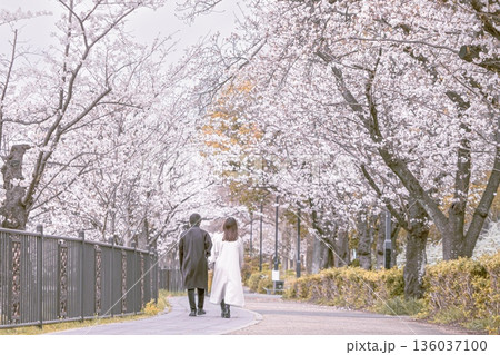 名古屋市、山崎川四季の道でお花見デートをするカップル 名古屋市、山崎川四季の道でお花見デートをするカップル 136037100