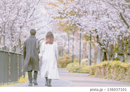 名古屋市、山崎川四季の道でお花見デートをするカップル 136037101