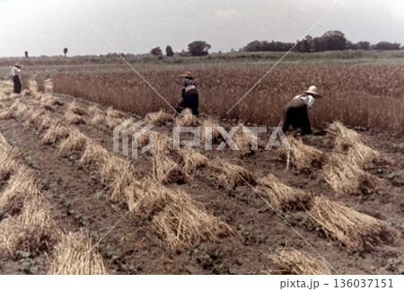古写真　1957年　日本の麦刈りの風景 136037151