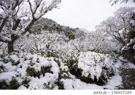 観心寺の雪景色　庭園に積もる雪 136037184