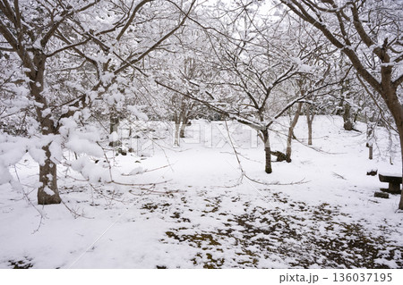 観心寺の雪景色 136037195