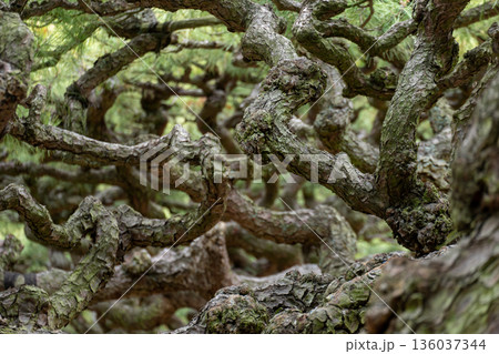 絡み合う松の枝 136037344