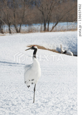 雪原に立つタンチョウ 雪原に立つタンチョウ 136037402