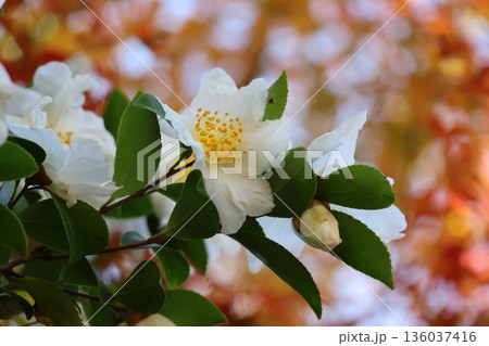 白い花びらの山茶花の花の咲く木の枝のアップの風景 136037416