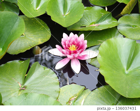 水面に浮かぶ蓮の花 水面に浮かぶ蓮の花 136037431