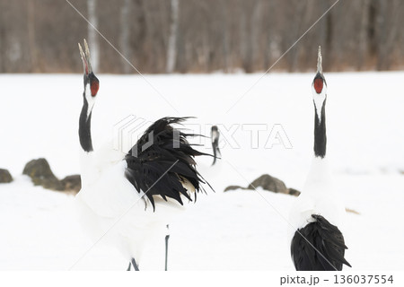 タンチョウの番いの鳴き交わし タンチョウの番いの鳴き交わし 136037554