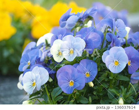 花壇に咲くビオラの花 136037614
