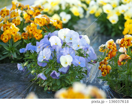 花壇に咲くビオラの花 花壇に咲くビオラの花 136037618