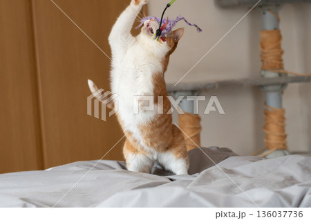 おもちゃで遊ぶ猫 茶トラ白 おもちゃで遊ぶ猫 茶トラ白 136037736
