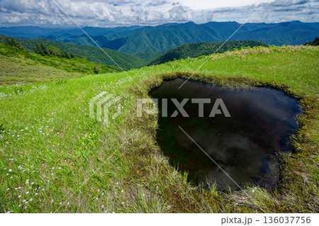 ワタスゲ咲く会津駒ヶ岳・大津岐峠間の湿原と池塘 136037756