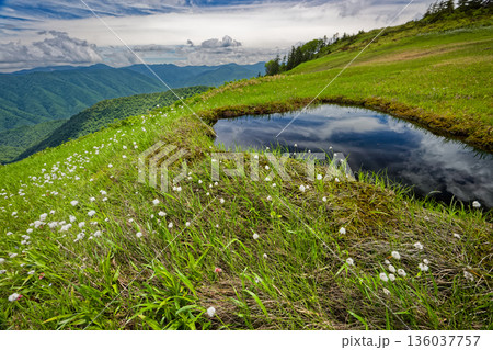 ワタスゲ咲く会津駒ヶ岳・大津岐峠間の湿原と池塘 136037757
