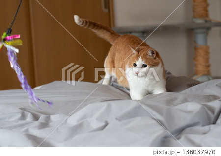 おもちゃで遊ぶ猫 茶トラ白 おもちゃで遊ぶ猫 茶トラ白 136037970